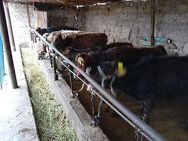 телята ангус: Продаю | Бык (самец) | Швицкая | На откорм — 1