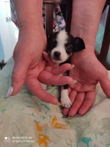 Грызуны: Две милых девочки породы чихуахуа ждут своих новых хозяев. Им 1,5 — 2