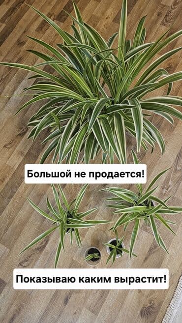 туя брабант бишкек: Хлорофитум подросший
Есть детки! — 9