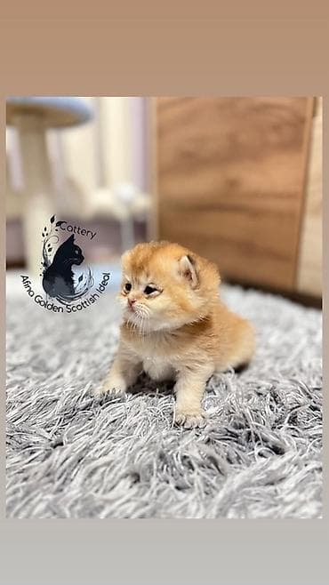 кошка бурма: Скотиш Фолд (Шотландская вислоухая), 1 месяц, Мальчик, Золотая шиншилла, Приучена к лотку, Проглистована, С документами — 10