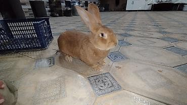 клетка для шиншиллы: Продаю | Кролик самец | Фландр | Для разведения — 1