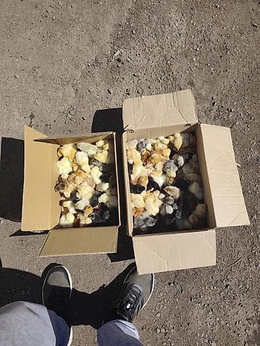 Айыл-чарба жаныбарлары: Сатам | Балапандар | Көбөйтүү үчүн — 1