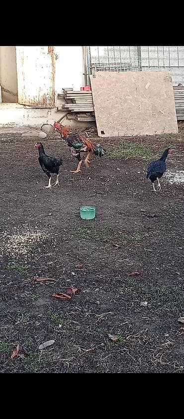 А/ч жаныбарлары үчүн тоюттар: Дакан короз сатылат Бир козу кор.Бир победасы бар таза корпусник — 4