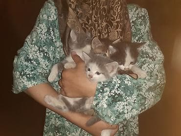 Котята, помёт из 4 малышей. - Окрас: серо-белые (несколько оттенков) — 1