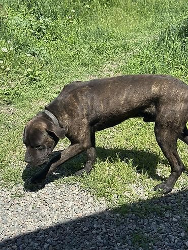 собаки пидбуль: Продается собака кане корсо, тигровый окрас (темно-коричневый с — 3