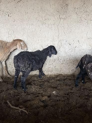 А/ч жаныбарлары үчүн тоюттар: Сатам | Кочкор (эркек) — 10