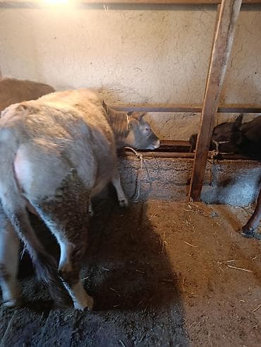 телки ангус: Продаю | Корова (самка) | Полукровка | На откорм | Привязанные — 4