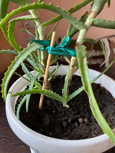 озеленения: Алоэ в горшке - Домашнее комнатное растение суккулент (алое вера/алоэ — 1