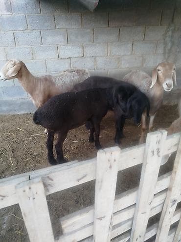 голуби животные: Продаю | Овца (самка) | Для разведения | Племенные — 6