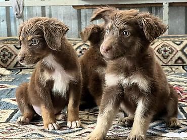 Собака даром: 3 месяца, Самец, С прививкой — 2