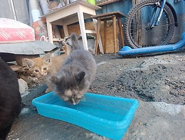Продажа кошек: В Добрые руки. БЕСПЛАТНО!!!Котята домашние, разноокрасочные: - — 4