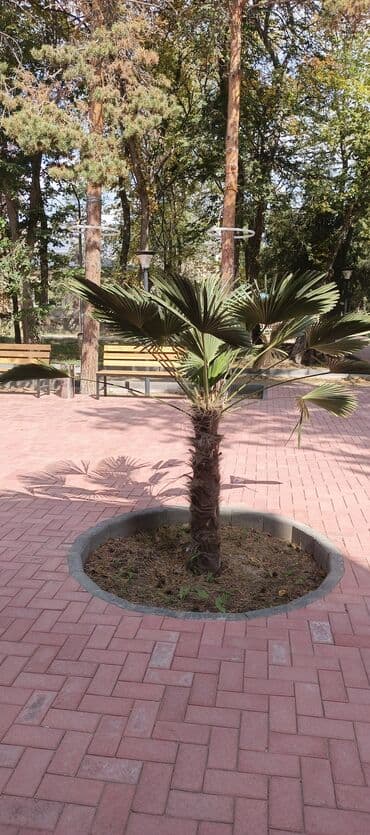 продажа рассады: Көчөттөр гүлдүн — 14