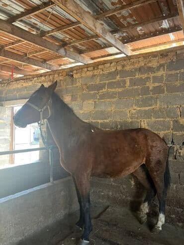 продажа щенков немецкой овчарки с документами в бишкеке: Продаю | Кобыла (самка) | Полукровка | Для разведения | Племенные — 1