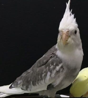 Птицы: Белощекие кареллы хорошо учатся говорить и приручаются к рукам а так — 3