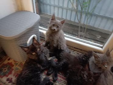 кошку: Котята мейн-кун - Окрас: чёрный дым, чёрный; есть котята — 3