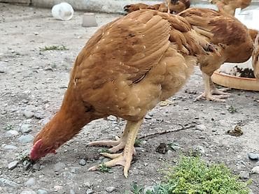 Животные: Продаю | Куры | Несушки — 3