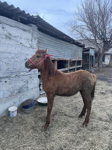 Продаю | Жеребенок | Полукровка | Для разведения | Племенные