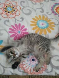 отдам даром вислоухого котенка: 3 айлык, Ургаачы, Курттардан тазаланган — 5