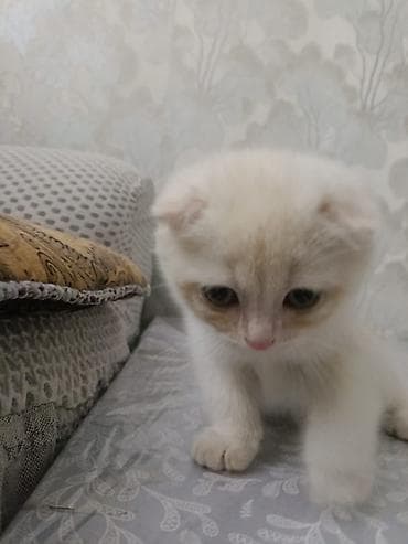 кошка талас: Британская короткошёрстная, 3 месяца, Мальчик — 3