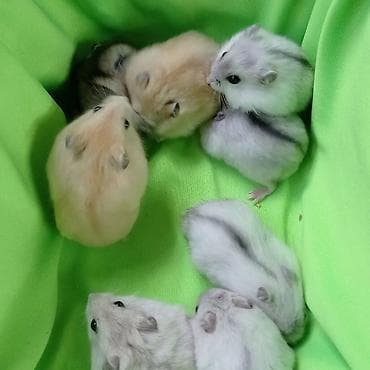 Крысы: Продаются хомячки ручные. В нашем питомнике вы можете приобрести — 5