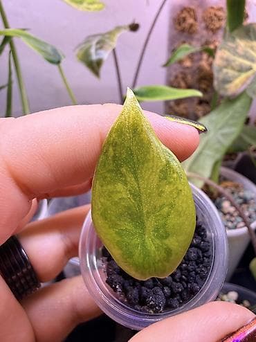 цветы алоказия: 1. Клубень алоказии псевдосандерианы вар 2. Клубни алоказии Пинк — 4