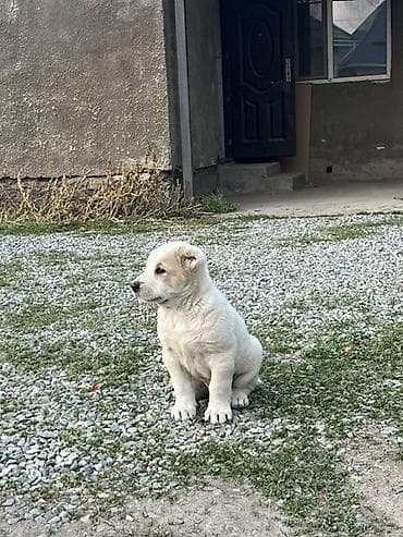купить кавказскую овчарку: Алабай, 5 месяцев, Самец — 2