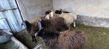 продажа щенков немецкой овчарки с документами в бишкеке: Продаю | Овца (самка) — 2