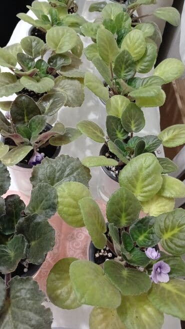 одежда оптом дордой: Продаю комнатные, домашние цветы. В новых горшках и хорошем — 28