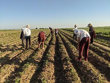 швейный цех вакансии: Требуется Сборщик урожая, Оплата: Ежедневно — 2