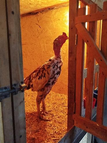 Дакан чон короз сатылат активный алмашу жолдору бар жемге жугоруго at lalafo.kg Дакан чон короз сатылат активный алмашу жолдору бар жемге жугоруго