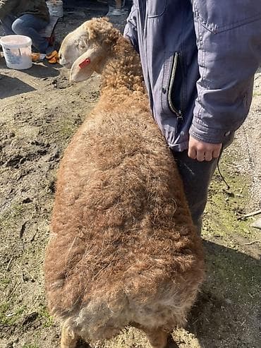 Коровы, быки: Продаю | Овца (самка) | Для разведения | Матка — 3