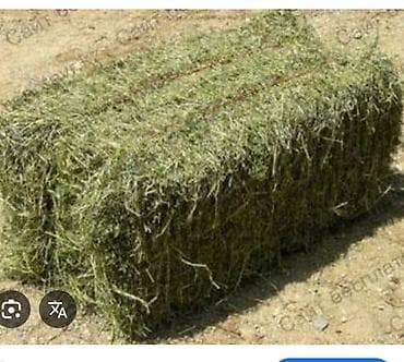 балык малёк: Беде тюк сатылат 1чи укос баасы 250 с поля — 1