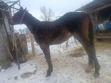 бычки в канте: Продаю | Жеребенок | Рабочий — 4