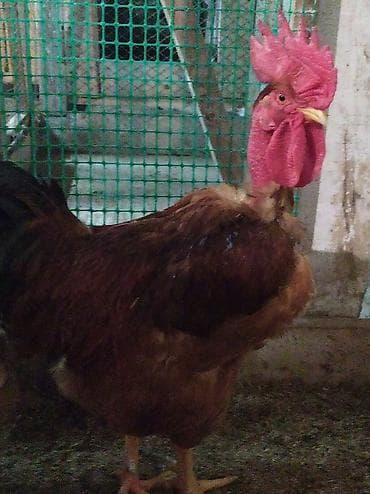 серебристая шиншилла: Продаю | Куры | Для разведения — 3