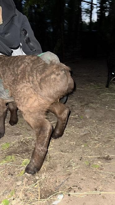 кой сойгуч: Продаю | Овца (самка), Ягненок, Баран (самец) | Арашан | Для разведения — 6