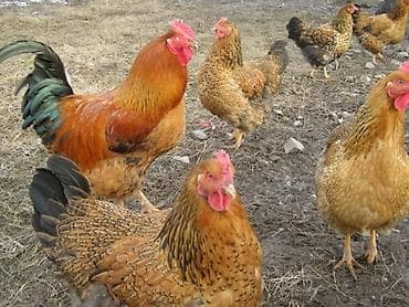 Продается несушка с цыплятами цыплята 12 штук и за всех по 2.500