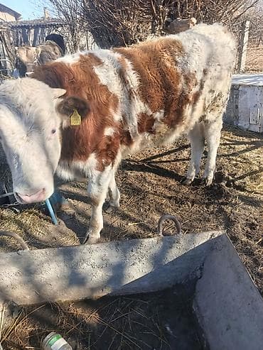 бишкек собака: Сатам | Бука (эркек) | Бордоп семиртүү үчүн — 6