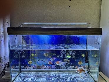 d cat: Аквариум 40-50л 5рыбок полный комплект отдам 2 фильтра подсветка насос — 2