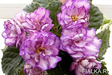 Продаю детки сортовых фиалок,около 200 сортов🌺🌿🌺. Цены 80-130сом. Есть — 10