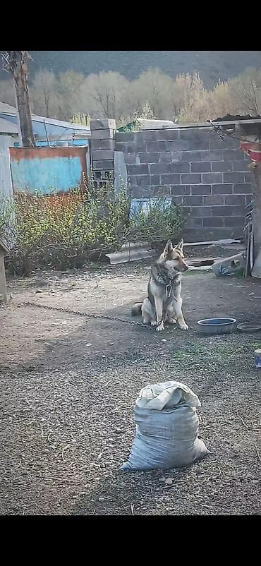 каракол собаки: Овчарки Щенки, 8 щенят на выборпомет темной окраски (черный/с — 4