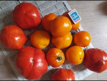 рассада помидор купить: Уруктар жашылчалардын: Помидорлор, Өзү алып кетүү — 7