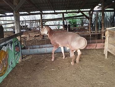 кой козусу: Продаю | Баран (самец) | Арашан | Для разведения | Племенные — 4