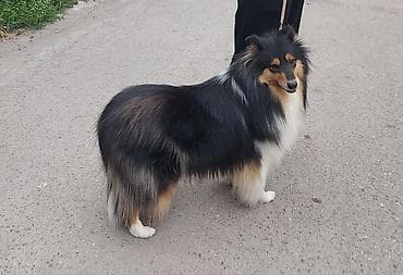 Колли, 3 года, Самка, С родословной, С прививкой