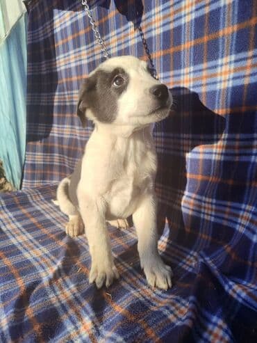 продажа собак бишкек: Ищем дом щенкам. Дважды привиты,имеют ветеринарные паспорта. Есть — 6