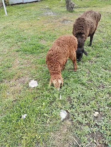 рыбы в кыргызстане: Продаю | Овца (самка) | Гиссарская | Для разведения | Матка — 7