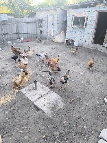 кошка домашний: Продаю | Куры | Домашняя | Несушки — 4