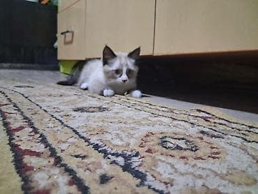 отдам кошку в хорошие руки: Кошка даром: Сиамская, 2 месяца, Мальчик, Метис, Приучена к лотку — 2
