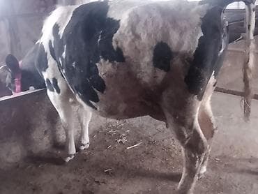 Коровы, быки: Продаю | Корова (самка) | Для молока | Привязанные — 9