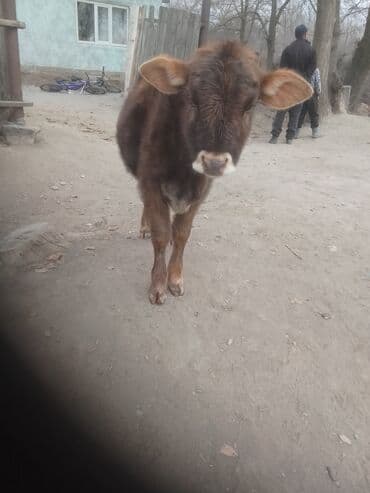 сухое молоко для животных: Телёнок мясо-молочного направления. - Порода/масть: бурый, ровная — 4