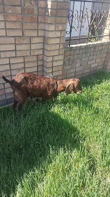 Продаю | Козлёнок | Полукровка | Для разведения